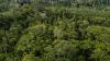 redd-plus-forest.jpg